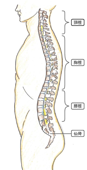 脊椎とは