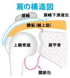 shoulder01-2